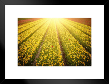 Springtime In The Netherlands Tulip Fields Flowers Growing Landscape Sunset Photo Matted Framed Wall Art Print 26x20 inchx inch