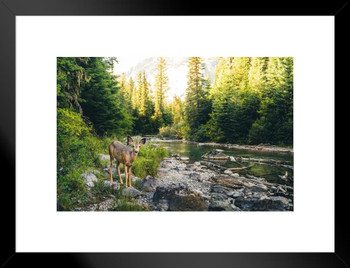 Lone Deer In Montana Forest Along Flowing Stream Nature Photograph Matted Framed Wall Art Print 26x20 inch