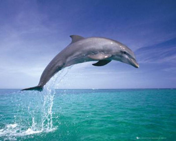 Dolphin Jumping Out Of Water Photo Photograph Cool Wall Decor Art Print Poster 20x16