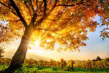 Laminated Sunlight Through Gold Tree on a Vineyard in Autumn Photo Art Print Poster Dry Erase Sign 18x12