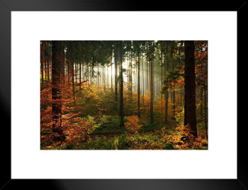 Daybreak Sun Filtering In Autumn Spruce Tree Forest Photo National Mountain Nature Landscape Park Scenic Scenery Parks Picture America Trees Foliage Leaves Matted Framed Art Wall Decor 26x20