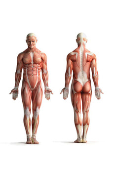 Male Human Anatomy Muscles Diagram Chart Cool Wall Decor Art Print Poster 24x36