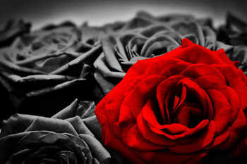 Romantic Red Rose Against Black And White Roses Art Cool Huge Large Giant Poster Art 54x36