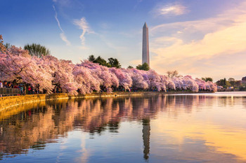 Laminated Washington DC Cherry Blossoms Monument Mall Spring Photo Poster Dry Erase Sign 18x12