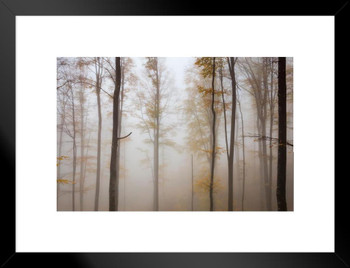 Misty Beech Tree Forest Autumn Landscape Photo Matted Framed Wall Art Print 26x20 inch