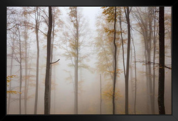 Misty Beech Tree Forest Autumn Landscape Photo Black Wood Framed Art Poster 20x14