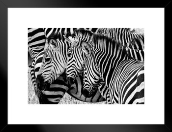 Three Zebras In The Wild Faces Aligned Zebra Pictures Wall Decor Zebra Black and White Animal Print Living Room Decor Zebra Print Decor Animal Pictures for Wall Matted Framed Art Wall Decor 26x20