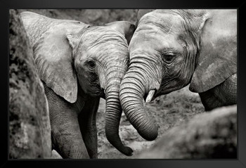 Elephant Mother And Calf Wildlife Animals Nurturing Love Black Wood Framed Art Poster 20x14