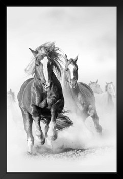 Wild Mustang Horses Running Galloping Free Horse Herd On Dusty Plains Black And White Animal Photo Photograph Black Wood Framed Art Poster 14x20