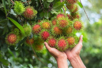 Rambutan Tropical Fruit Tree Photo Cool Wall Decor Art Print Poster 18x12