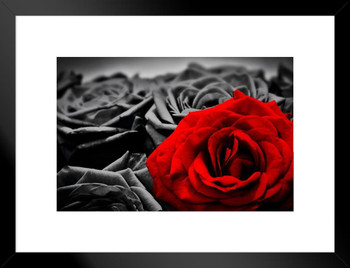 Romantic Red Rose Against Black And White Roses Art Matted Framed Wall Art Print 26x20 inch