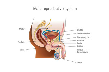 Male Reproductive System Human Anatomy Chart Laminated Dry Erase Sign Poster 18x12