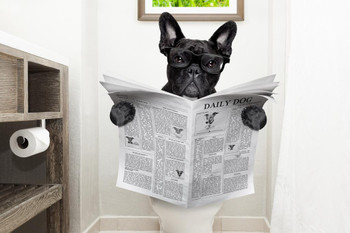 Laminated French Bulldog Dog Wearing Glasses on Toilet Seat Reading Daily Dog Breed Newspaper Funny Photo Photograph Fantasy Poster Dry Erase Sign 12x18