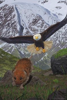 Laminated Alaska Soaring Bald Eagle Hunting Rodent by Vincent Hie Nature Art Print Poster Dry Erase Sign 12x18