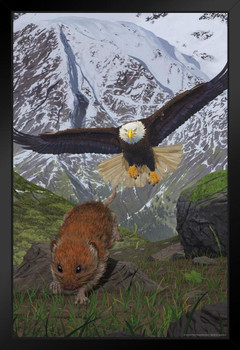 Alaska Soaring Bald Eagle Hunting Rodent by Vincent Hie Nature Art Print Black Wood Framed Poster 14x20