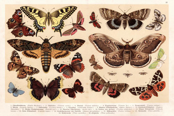 Laminated Moths and Butterflies 1888 Vintage Illustration Insect Poster Dry Erase Wall Art 24x36