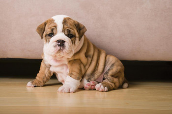Laminated English Bulldog Puppy Photo Puppy Posters For Wall Funny Dog Wall Art Dog Wall Decor Puppy Posters For Kids Bedroom Animal Wall Poster Cute Animal Posters Poster Dry Erase Sign 36x24
