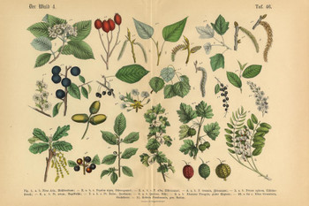 Laminated Forest Fruit Trees and Plants Victorian Botanical Art Print Poster Dry Erase Wall Art 36x24