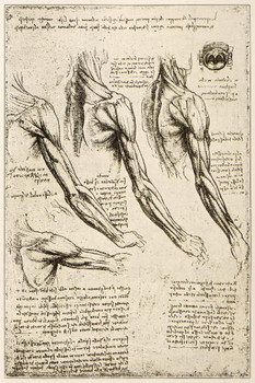 Leonardos Sketches and Drawings Anatomy Arm Muscles Art Print Laminated Dry Erase Sign Poster 24x36