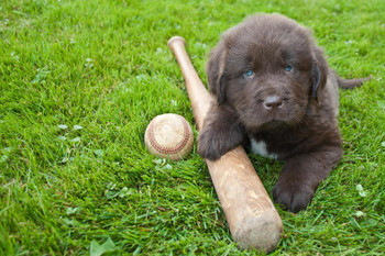 Laminated Play Ball Baseball Bat with Newfoundland Puppy Photo Art Print Poster Dry Erase Wall Art 36x24