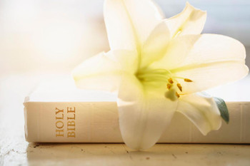 Laminated Easter Lily Lying on White Bible Art Print Poster Dry Erase Sign 36x24