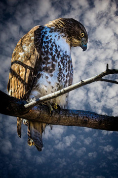 Laminated Central Park Red Tail Hawk by Chris Lord Photo Art Print Poster Dry Erase Sign 24x36
