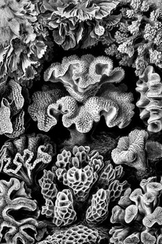Laminated Ernst Haeckel Hexacoralla Corals Marine Invertebrates Colonies Reef Builders Nature Cool Wall Art Poster Dry Erase Sign 24x36