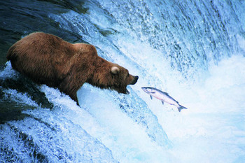 Laminated Grizzly Bear Feeds on a Jumping Salmon in Alaska Photo Art Print Cool Wall Art Poster Dry Erase Sign 36x24