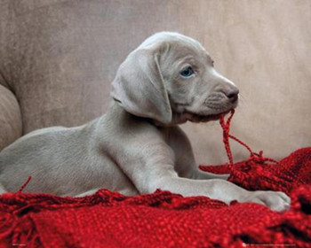 Puppy Red Blanket Photo Photograph Cool Wall Decor Art Print Poster 20x16