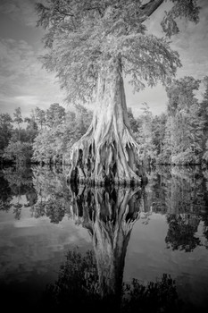 Laminated Reflection of Expansive Tree Roots in River Photo Photograph Poster Dry Erase Sign 24x36