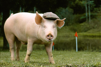 Laminated Fashionable Pig Wearing a Plaid Cap Pig Prints Wall Art Pig Pictures for Walls Pig Art Print Pig Pictures Wall Decor Farm Animal Pictures Wall Decor Hog Decor Poster Dry Erase Wall Art 36x24