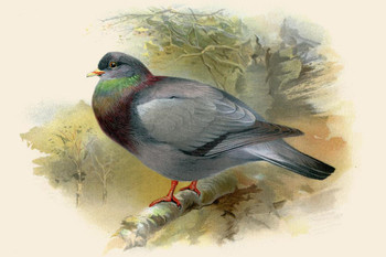 Laminated Stock Dove Sitting on Branch Antique 1900 Illustration Bird Pictures Wall Decor Beautiful Art Wall Decor Feather Prints Wall Art Nature Wildlife Animal Bird Poster Dry Erase Wall Art 36x24