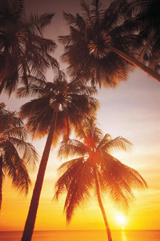 Laminated Palm Trees at Sunrise Tropical Beach Photo Photograph Poster Dry Erase Wall Art 24x36