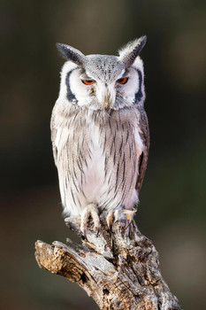 Laminated Eurasian Scops Owl Perched on an Old Tree Trunk Photo Photograph Poster Dry Erase Wall Art 24x36
