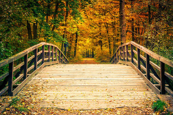 Laminated Bridge In Autumn Forest Foliage Tree Landscape Nature Photo Photograph Poster Dry Erase Sign 36x24
