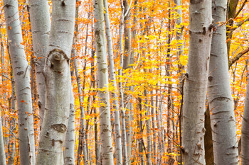 Laminated Birch forest in Autumn with Vibrant Yellow Leaves Photo Photograph Poster Dry Erase Sign 36x24