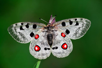 Laminated Parnassius Apollo Mountain Apollo Butterfly Photo Butterfly Poster Vintage Poster Prints Butterflies in Flight Wall Decor Butterfly Illustrations Insect Art Poster Dry Erase Wall Art 36x24