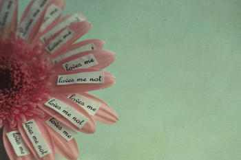 Laminated Loves Me Love Me Not Notes on Pink Daisy Photo Photograph Poster Dry Erase Wall Art 36x24