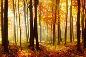 Autumn Beech Tree Forest Illuminated by Sunlight Photo Photograph