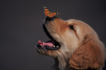 Laminated Golden Retriever With Butterfly On His Nose Photo Butterfly Poster Vintage Poster Prints Butterflies in Flight Wall Decor Butterfly Illustrations Insect Art Poster Dry Erase Wall Art 36x24