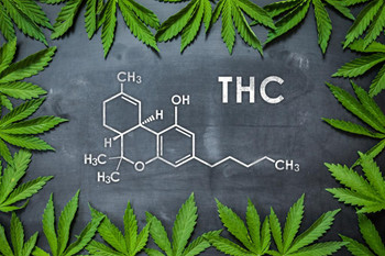 Laminated THC Marijuana Molecule Science Leaf Chalkboard Chemistry Weed Cannabis Room Dope Gifts Guys Propaganda Smoking Stoner Reefer Stoned Buds Pothead Dorm Walls Poster Dry Erase Wall Art 36x24