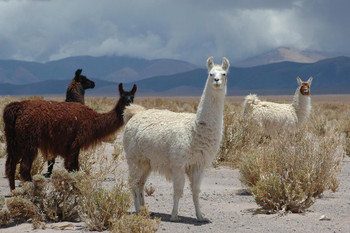 Llamas Standing in Jujuy Province of Argentina Photo Photograph Thick Paper Sign Print Picture 12x8