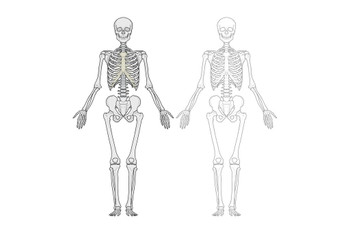 Human Body Skeleton Diagram Thick Paper Sign Print Picture 12x8