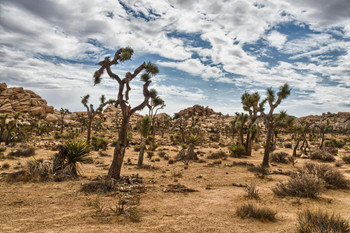 Joshua Trees Against Cloudy Sky Joshua Tree National Park California Photo Photograph Thick Paper Sign Print Picture 12x8