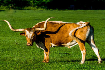 Longhorn Steer in an Open Field Photograph Bull Pictures Wall Decor Longhorn Picture Longhorn Wall Decor Bull Picture of a Cow Skull Picture Bull Horns for Wall Thick Paper Sign Print Picture 12x8