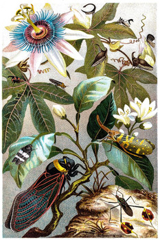 Vintage Victorian Illustration of Cicada Plant Room Decor Aesthetic Plant Art Prints Large Botanical Poster Nature Wall Art Decor Boho Pictures Decor Insect Art Thick Paper Sign Print Picture 8x12