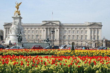 Tulips in front of Buckingham Palace and Victoria Memorial London UK Photo Photograph Thick Paper Sign Print Picture 12x8