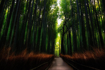 Footpath Through Bamboo Forest in Arashiyama Japan Photo Photograph Thick Paper Sign Print Picture 12x8