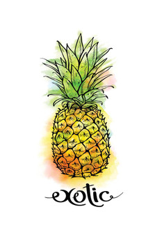 Exotic Fruit Pineapple Watercolor Thick Paper Sign Print Picture 8x12