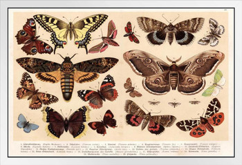 Moths and Butterflies 1888 Vintage Illustration Insect Wall Art of Moths and Butterflies butterfly Illustrations Insect Moth White Wood Framed Art Poster 20x14
